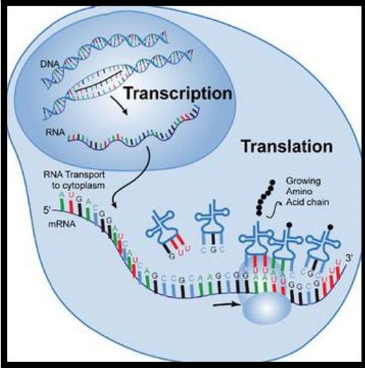 Синтез РНК транскрипция. Транскрипция РНК. Transcription. Транскрипция РНК полимераза. Dna перевод